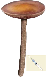 psilocybe cubensis Tazmanian spores syringe